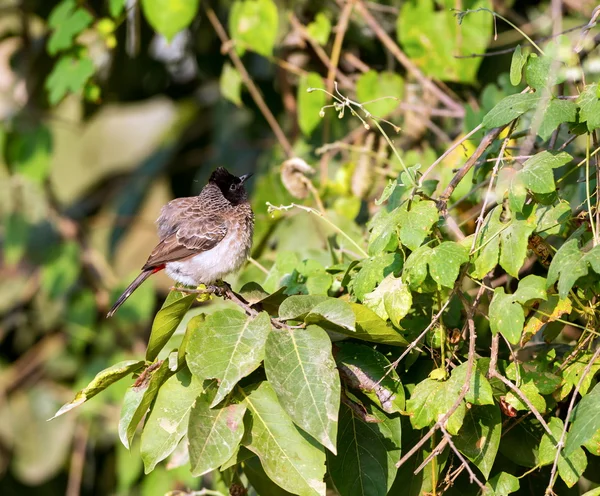 Červené odvětrávané bulbul. — Stock fotografie