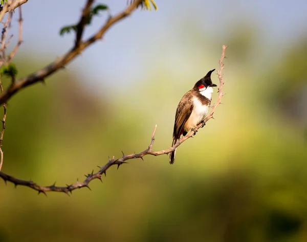 Bulbul dai baffi rossi — Foto Stock