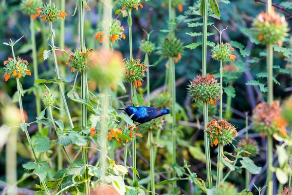 Yabani çiçek nektarı için arama güzel mor sunbird. — Stok fotoğraf