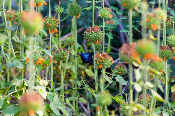 Yabani çiçek nektarı için arama güzel mor sunbird. — Stok fotoğraf