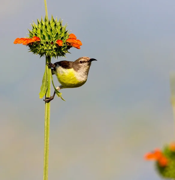 Kvinnliga lila-rumped sunbird. — Stockfoto