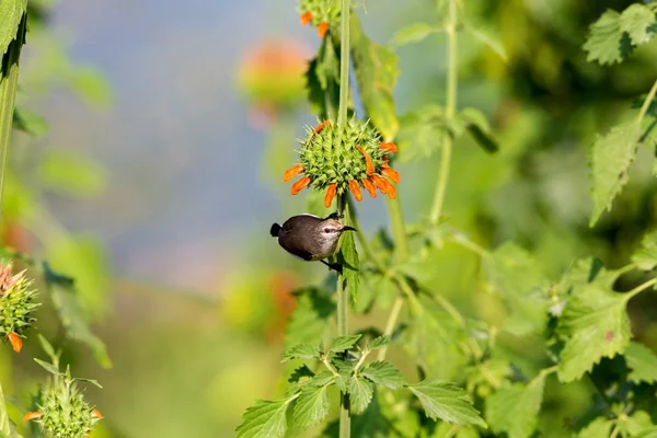 Kvinnliga lila-rumped sunbird. — Stockfoto