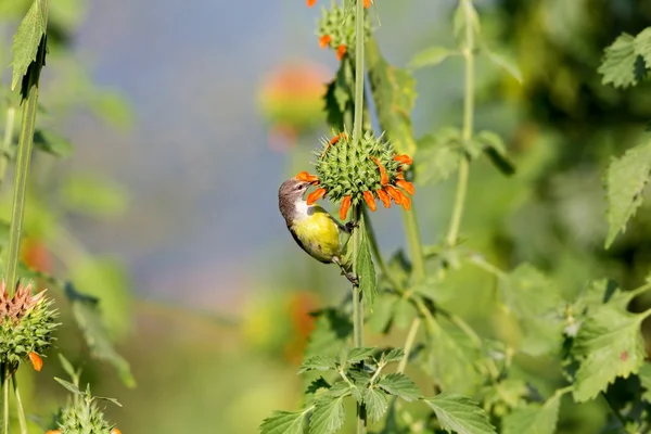 Weibchen-Purpurrumpf-Sonnenvogel. — Stockfoto