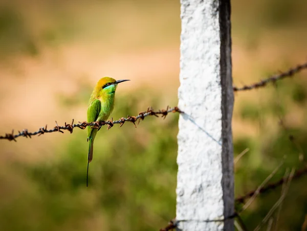 Green Bee eater perched on a barbed wire fence.