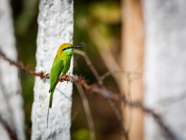 Green Bee eater perched on a barbed wire fence.