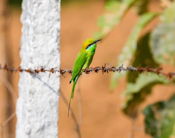 Abeja verde devorador encaramado en una cerca de alambre de púas . — Foto de Stock