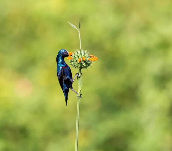 O lindo pássaro roxo procurando as flores silvestres por néctar . — Fotografia de Stock