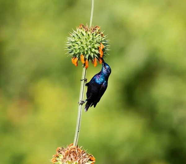 O lindo pássaro roxo procurando as flores silvestres por néctar . — Fotografia de Stock