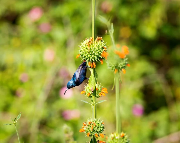 花の蜜を野生の花を探して美しいムラサキタイヨウチョウ. — ストック写真