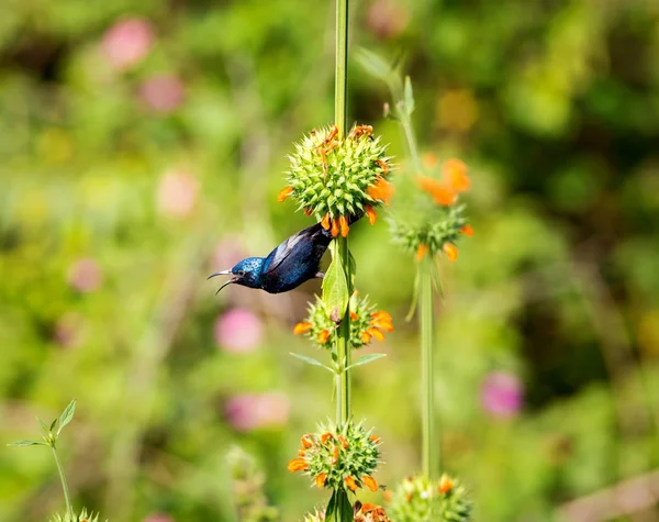 O lindo pássaro roxo procurando as flores silvestres por néctar . — Fotografia de Stock