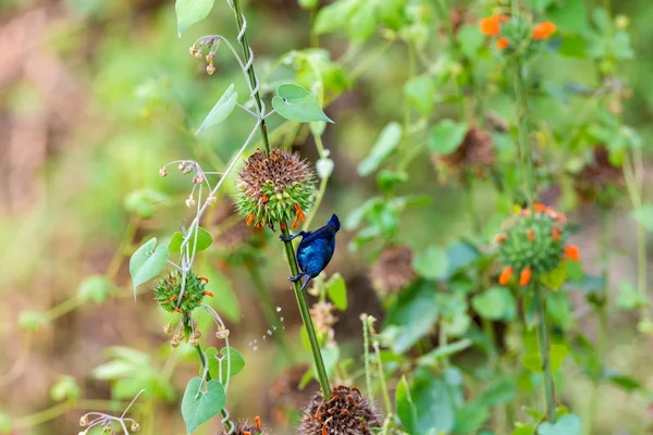 The beautiful purple sunbird searching the wild flowers for nectar. — Stock Photo, Image