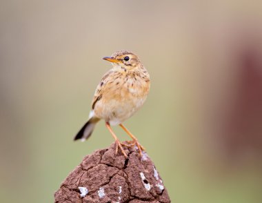 Hindistan'da bir alanda tünemiş paddyfield incir kuşu.