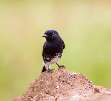 Alaca Bushchat bir alan içinde Hindistan.
