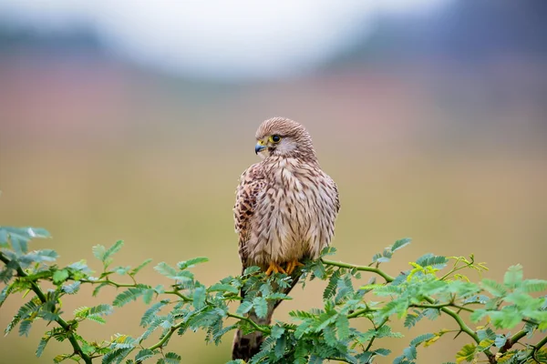 Ortak Kestral Hindistan geçen göç. — Stok fotoğraf