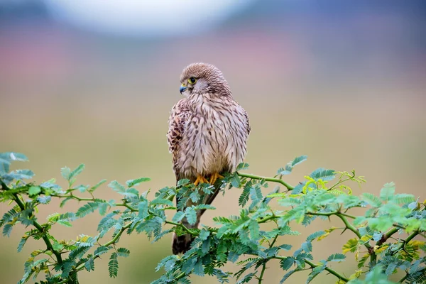 Ortak Kestral Hindistan geçen göç. — Stok fotoğraf