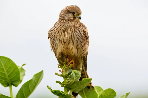 Gemeenschappelijk Kestral inzake migratie passeren van India. — Stockfoto