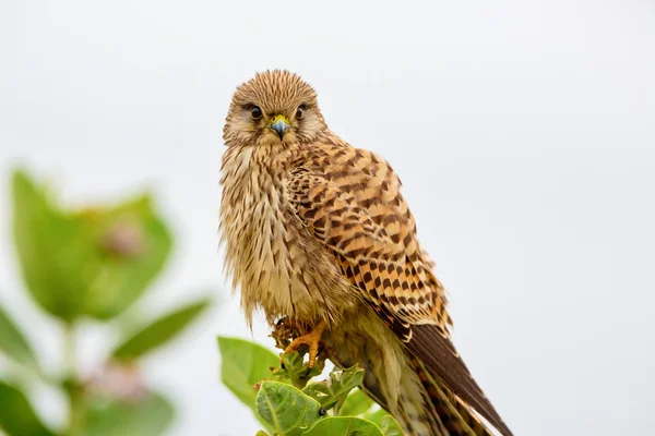 Kestral comum sobre a migração que passa pela Índia . — Fotografia de Stock