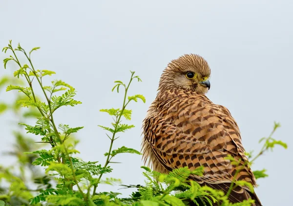 Common Kestral on migration passing through India. — Stock Photo, Image