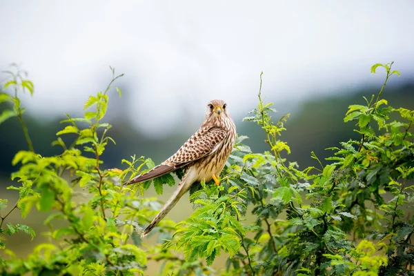 Ortak Kestral Hindistan geçen göç. — Stok fotoğraf