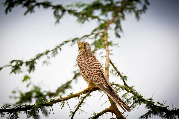 Ortak Kestral Hindistan geçen göç. — Stok fotoğraf