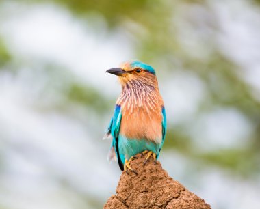 Çok renkli Hint Roller