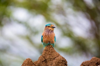 Çok renkli Hint Roller