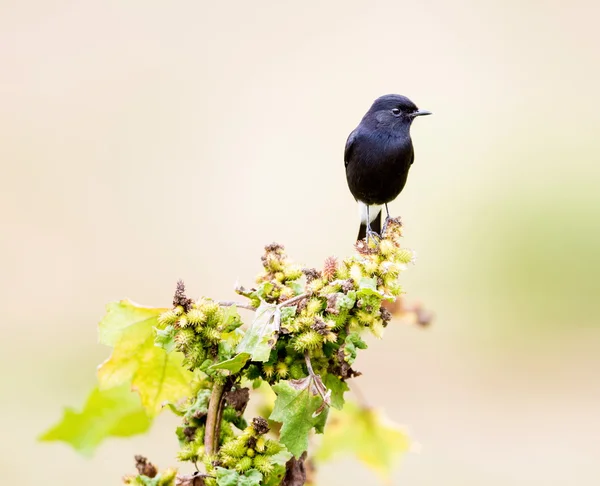 Pied Bushchat em um campo na Índia . — Fotografia de Stock