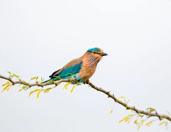 The very colorful Indian Roller — Stock Photo, Image