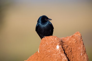 Kara çaylak herif Hindistan'da bir alanda tünemiş.