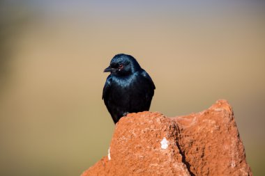 Kara çaylak herif Hindistan'da bir alanda tünemiş.