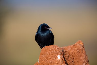 Kara çaylak herif Hindistan'da bir alanda tünemiş.