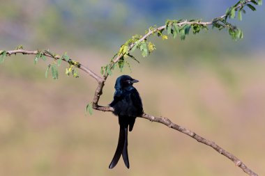 Kara çaylak herif Hindistan'da bir alanda tünemiş.