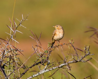 Hindistan'da bir alanda tünemiş paddyfield incir kuşu.