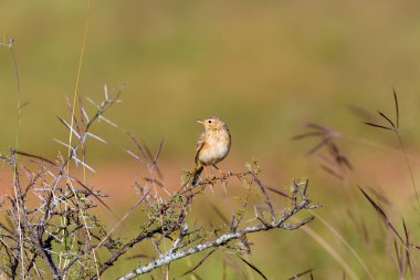 Hindistan'da bir alanda tünemiş paddyfield incir kuşu.
