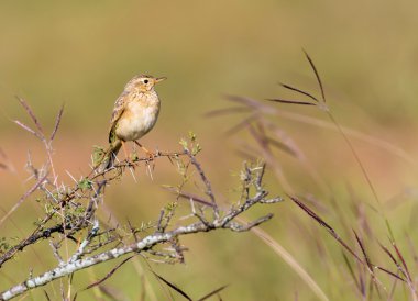 Hindistan'da bir alanda tünemiş paddyfield incir kuşu.
