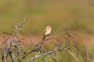 Hindistan'da bir alanda tünemiş paddyfield incir kuşu.