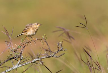 Hindistan'da bir alanda tünemiş paddyfield incir kuşu.