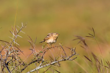 Hindistan'da bir alanda tünemiş paddyfield incir kuşu.
