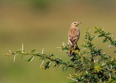 Hindistan'da bir alanda tünemiş paddyfield incir kuşu.
