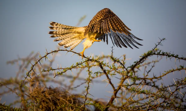 Ortak Kestral Hindistan geçen göç. — Stok fotoğraf