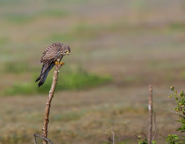 Ortak Kestral Hindistan geçen göç. — Stok fotoğraf