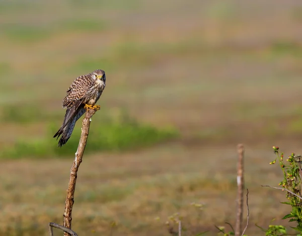 Κοινό Kestral για τη μετανάστευση που διέρχεται από την Ινδία. — Φωτογραφία Αρχείου