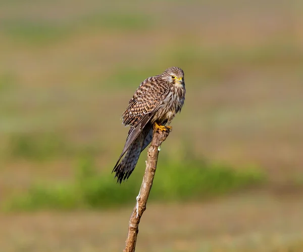 Gemeiner Turmfalke über Migration durch Indien. — Stockfoto