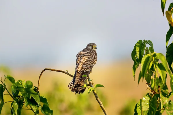 Ortak Kestral Hindistan geçen göç. — Stok fotoğraf