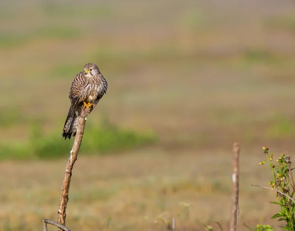 Ortak Kestral Hindistan geçen göç. — Stok fotoğraf