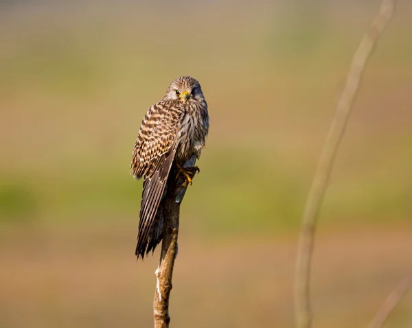 Ortak Kestral Hindistan geçen göç. — Stok fotoğraf