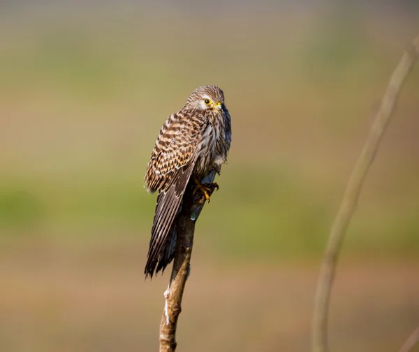 Gemeenschappelijk Kestral inzake migratie passeren van India. — Stockfoto