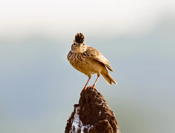The Malabar lark is common in the Indian countryside.