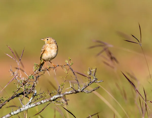 The paddyfield pipit, perched in a field in India. — Stock Photo, Image