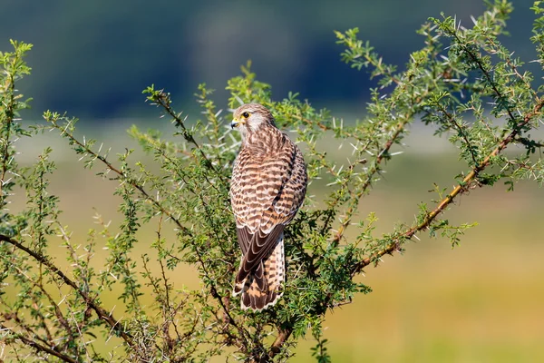 Ortak Kestral Hindistan geçen göç. — Stok fotoğraf